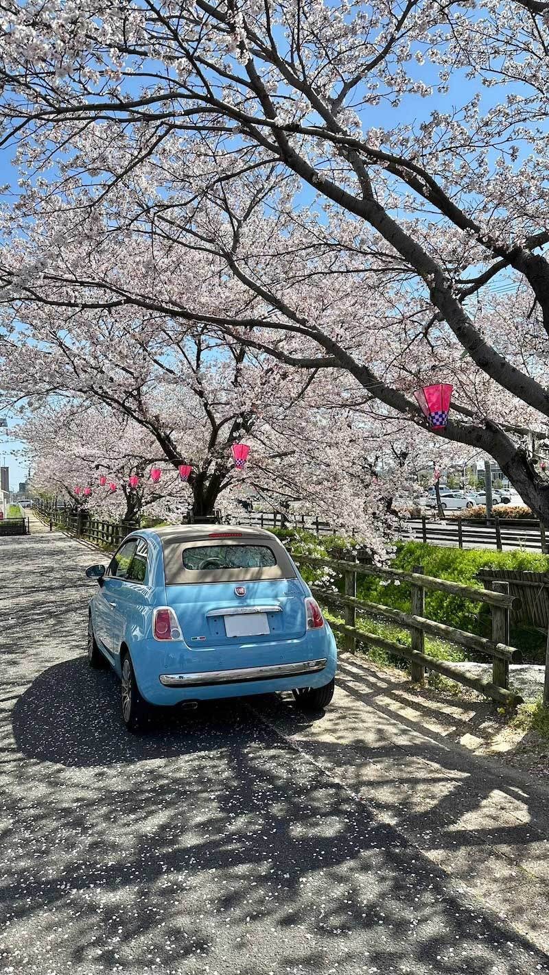 2025年の桜。
