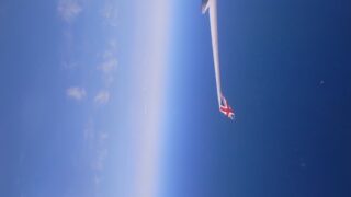 白く小さな花