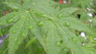 今日は雨