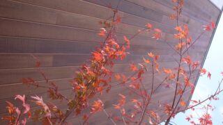我が家の紅葉