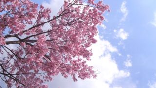 春は来る