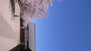 春らしい日に