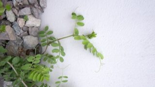 雑草
