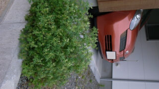雑草って面白い