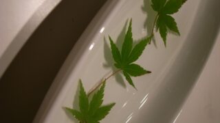 涼しげ