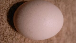 建築はたまご