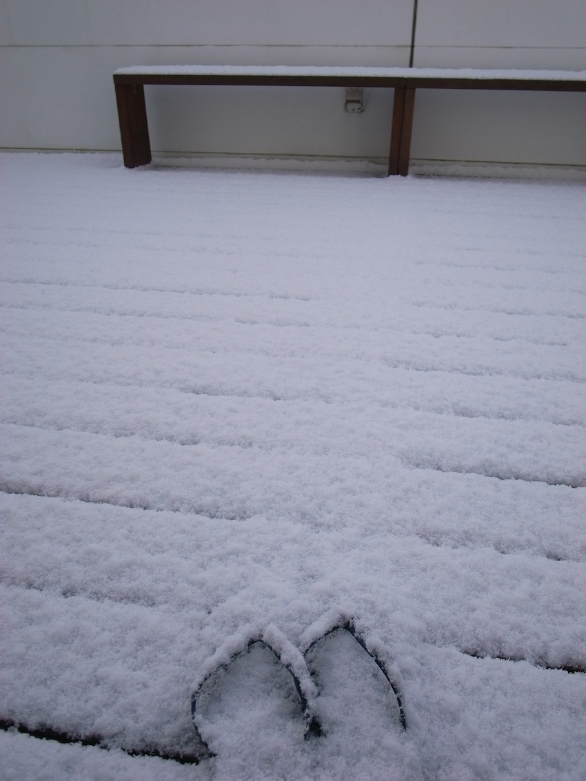 今年の雪景色。