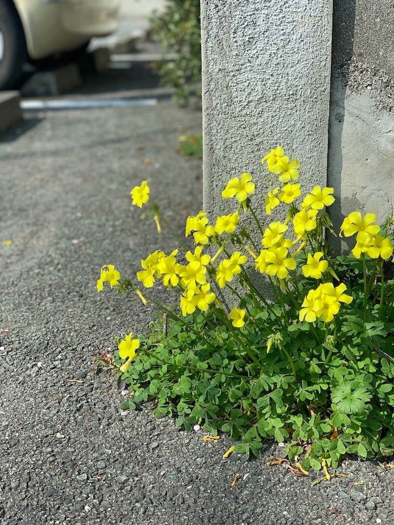 医院建築。